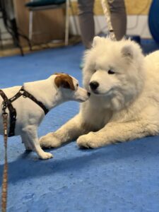 Messenger Creation 3be23ee2 4085 4eba 8a49 16a4b2ec4501 225x300