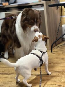 Messenger Creation 6d2a06b9 4606 4f73 9847 Cbddb8e853ce 225x300