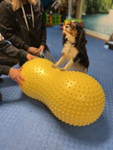 Messenger Creation DACA72A2 3892 4668 9A23 E022C3FB2A87 225x300